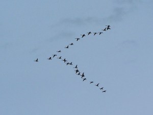 flock-of-sandhill-cranes-canada-david-stanleycommons-wikimedia-org