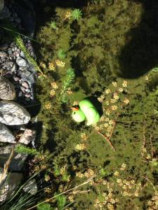 13631603_10157209172585501_5701280831209762484_n