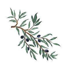 f6792d95c72525e5dc277c9fb22e2ec6--olive-tattoo-olive-branch-tattoo